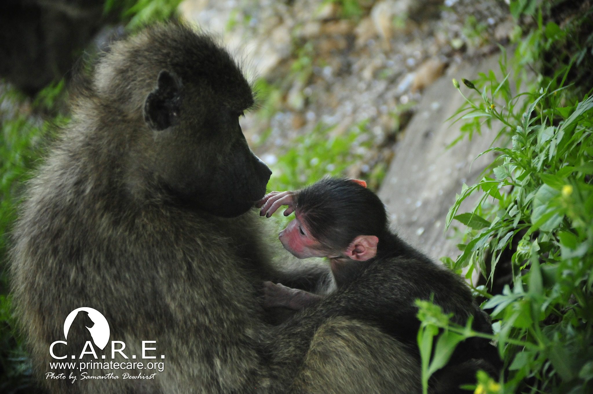 Why monkeys attack sick members of their troop – and don't