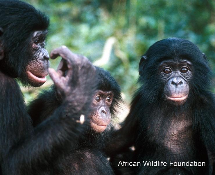 African Wildlife Foudationw with photo credit