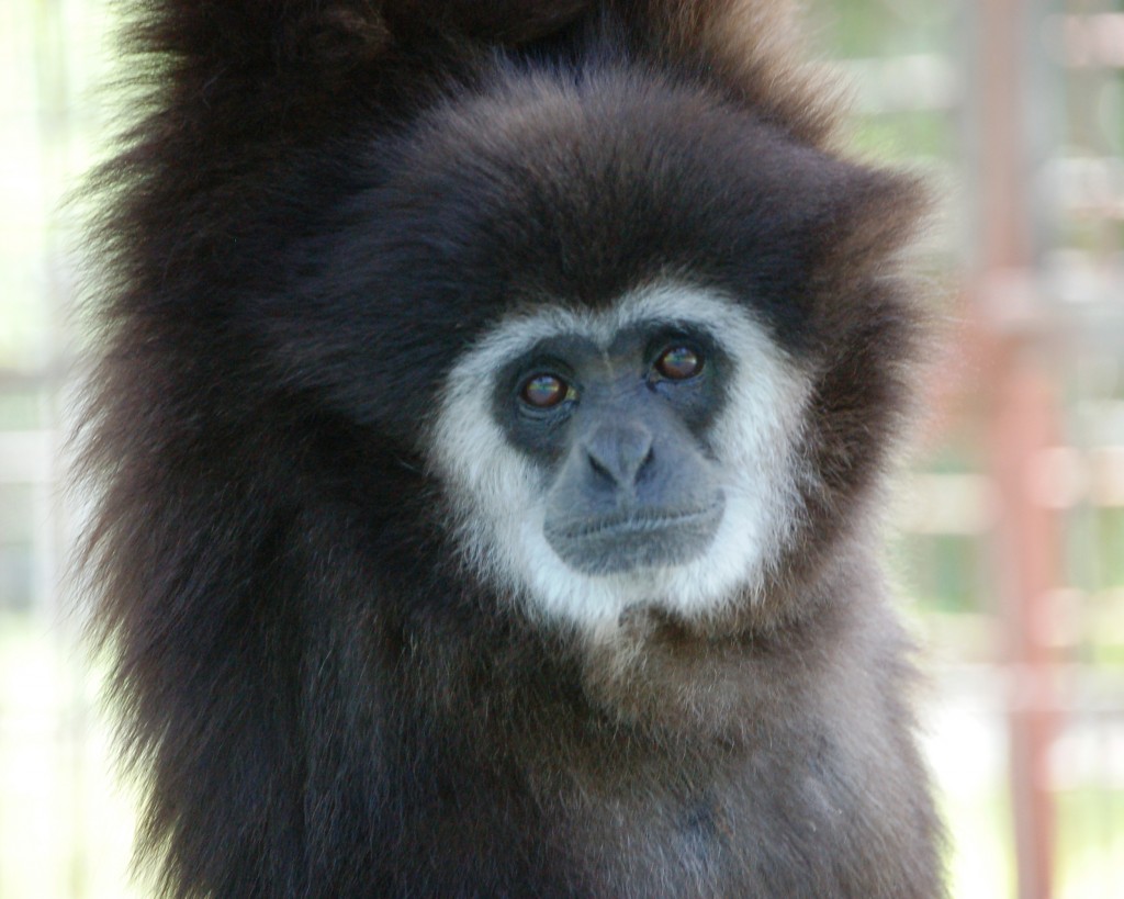 BLACKIE GIBBON