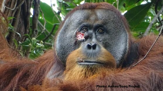Orangutan heals self with photo credit FINAL