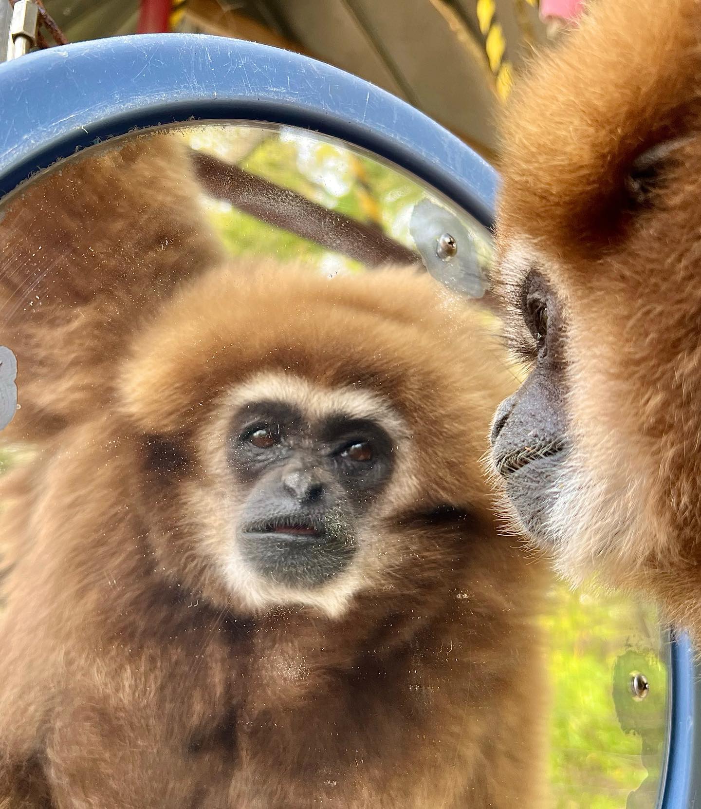 Donny and his reflection Donny and his reflection