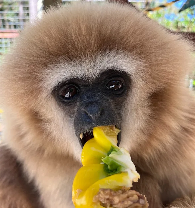 thai