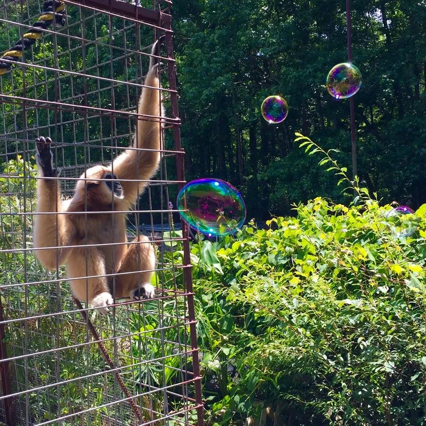 bubbles