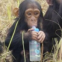 Baby chimp at J.A.C.K.