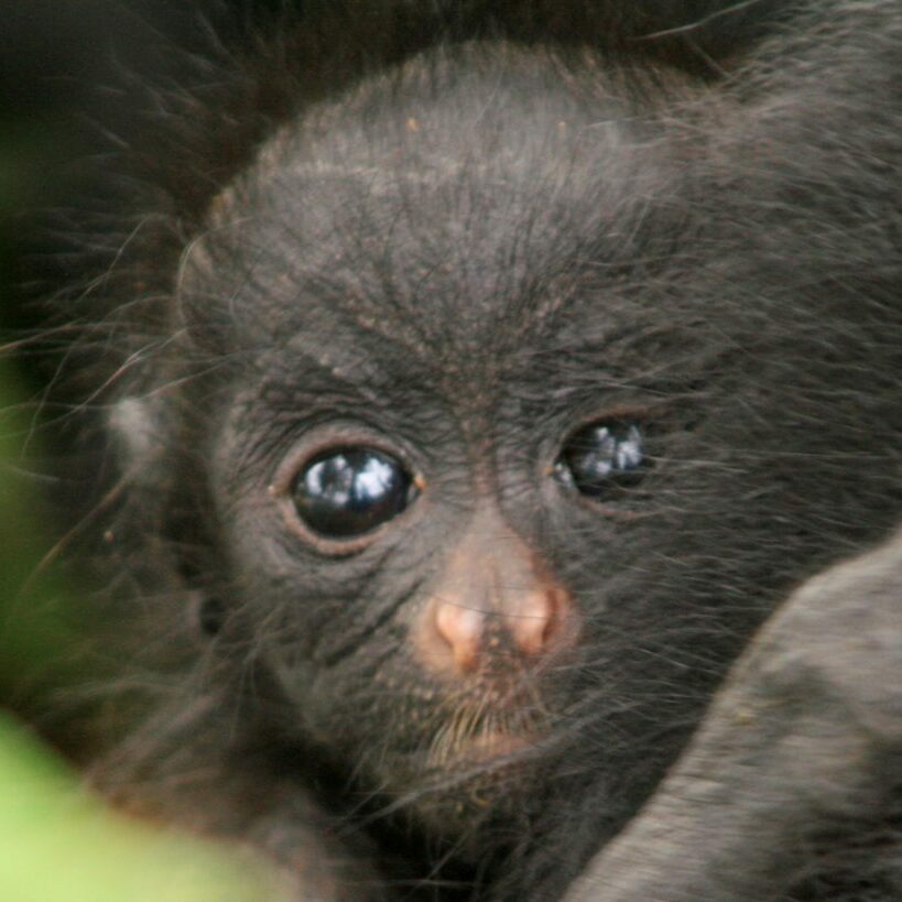 Baby spider monkey at CIWY
