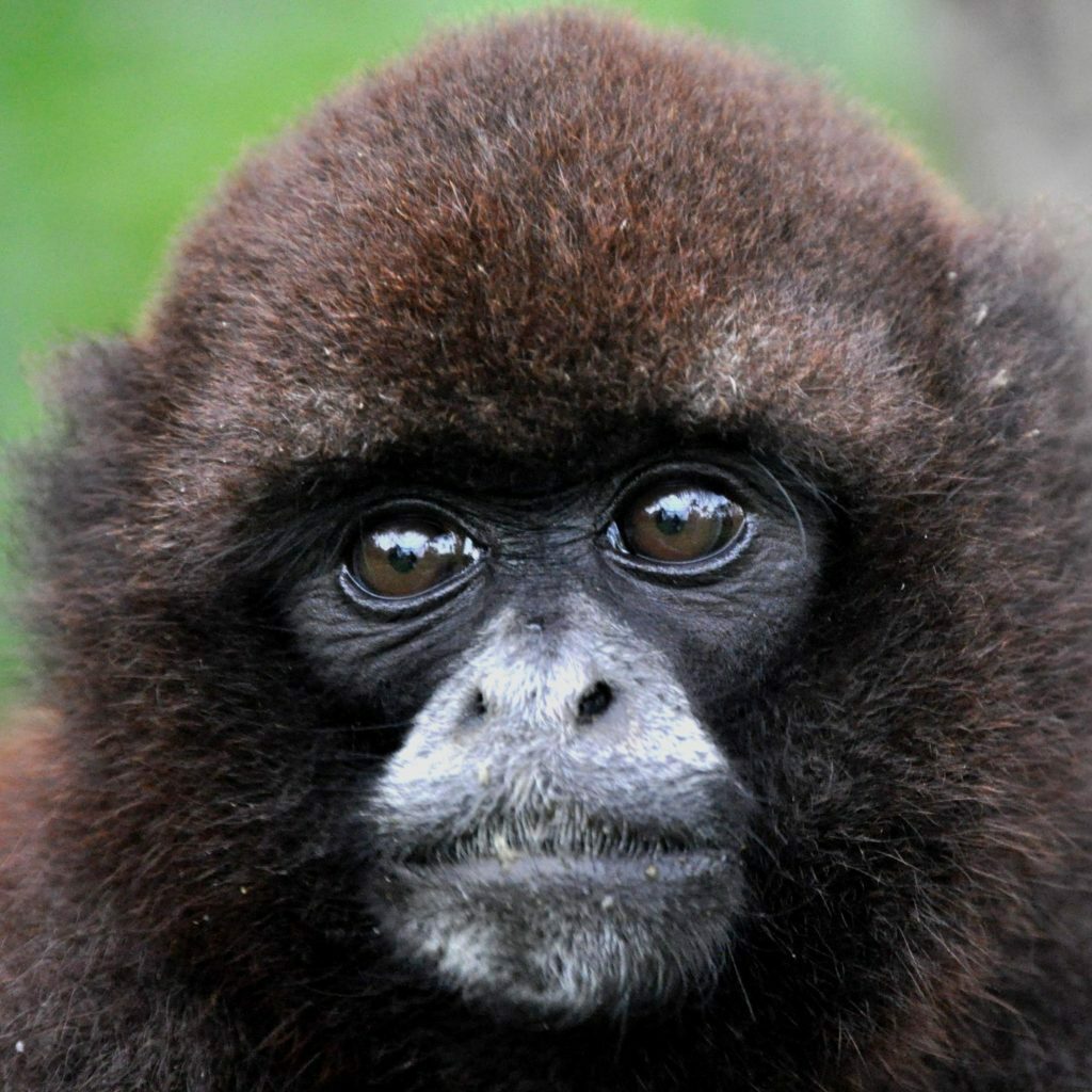 Yellow-tailed woolly monkey
