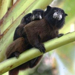 Tamarins at Sumak Allpa