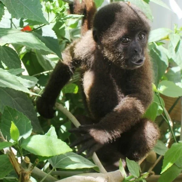 Baby-woolly-monkey-Neotropical-Primate-Conservation-600x727