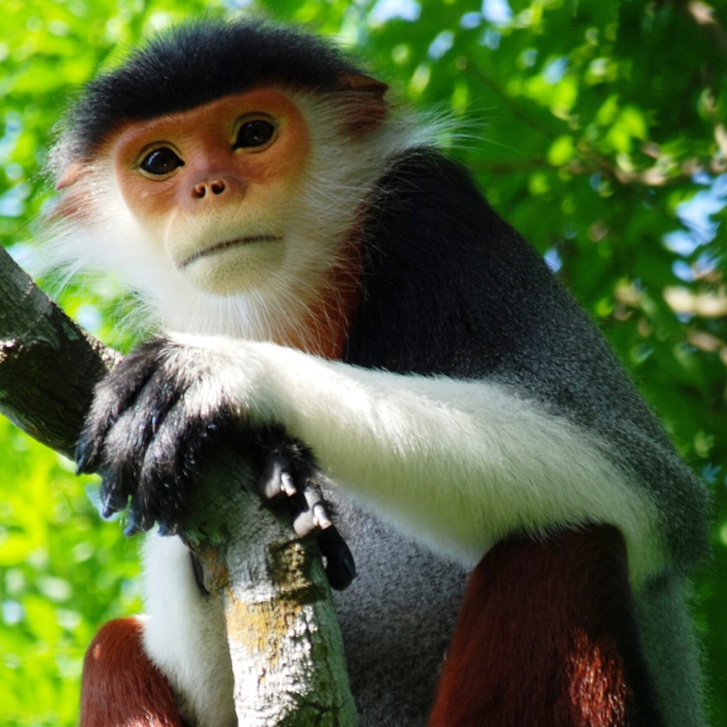 Red-shanked douc langur