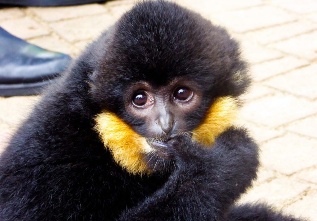Cao Vit gibbon with copyright Cao Vit gibbon with copyright