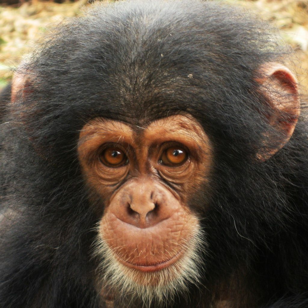 Baby chimp at Tacugama