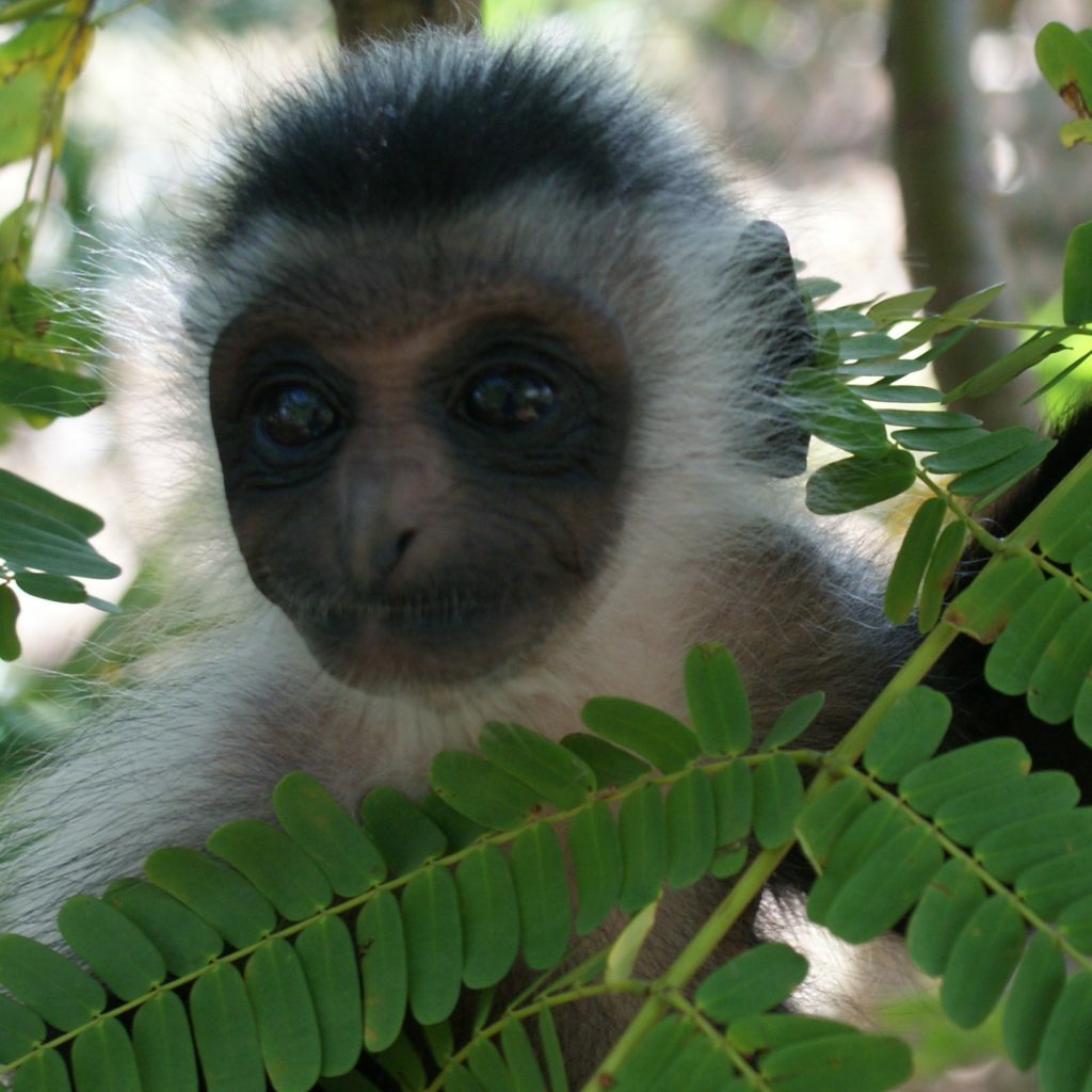 Colobus baby at the Trust
