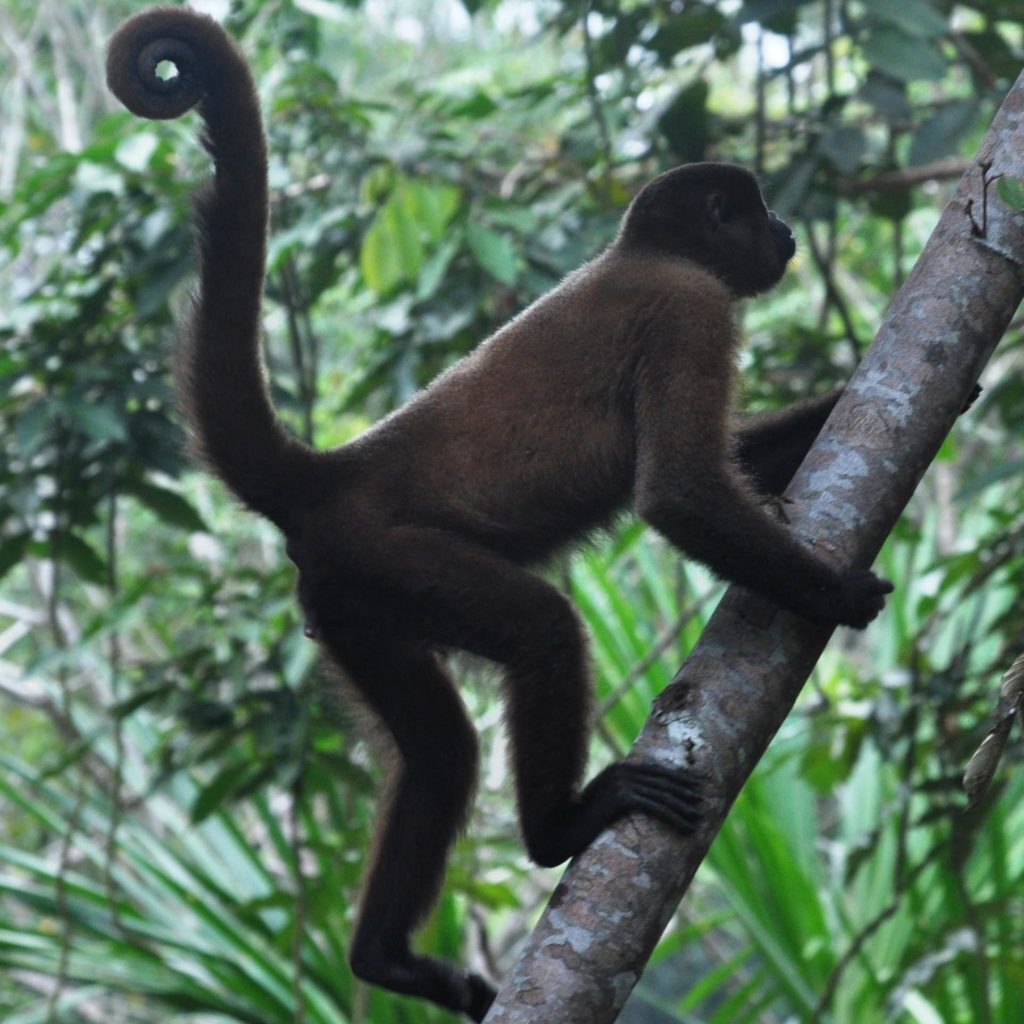 Woolly monkey at Ikamaperu