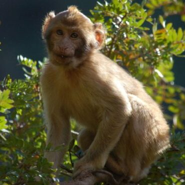 The Barbary macaques of this area normally forage among the oak and olive trees that line the gorge.