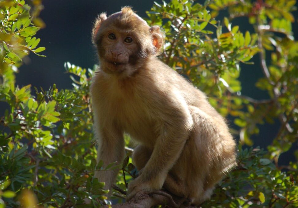 The Barbary macaques of this area normally forage among the oak and olive trees that line the gorge.