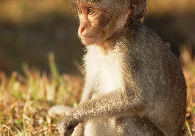 DSC_3614-long-tailed macaque youngster-compressed