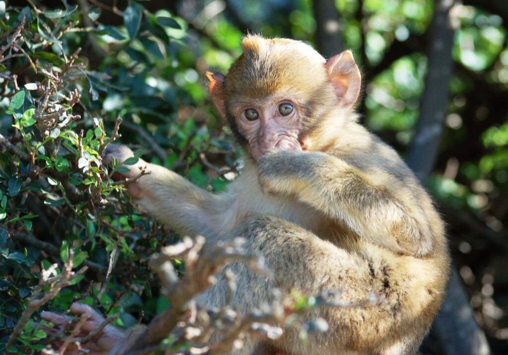 DSC_5479-Gibraltar monkey DSC_5479-Gibraltar monkey