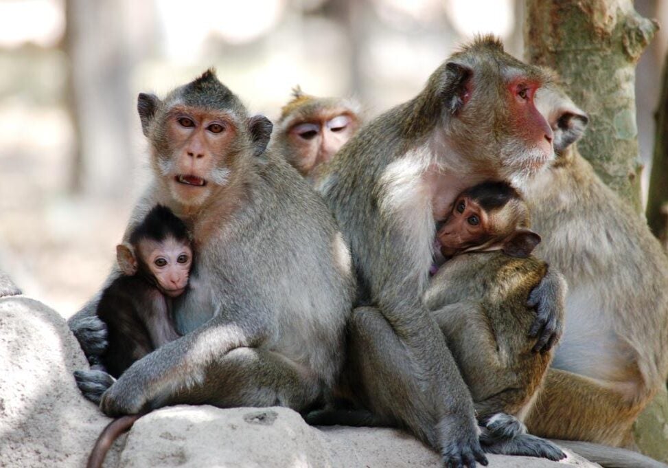 macaques