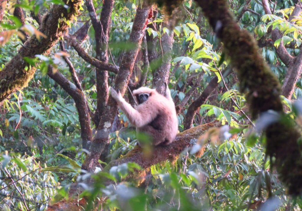 Female Skywalker Hoolock gibbon Female Skywalker Hoolock gibbon