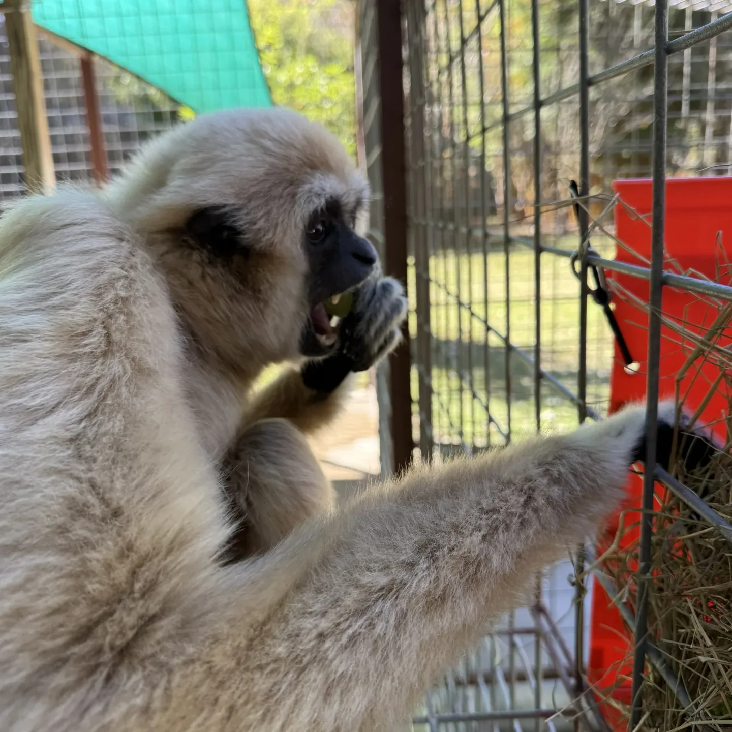 Gideon enrichment