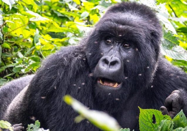 Gorilla-shown-in-national-park-e1610466291409 Gorilla-shown-in-national-park-e1610466291409