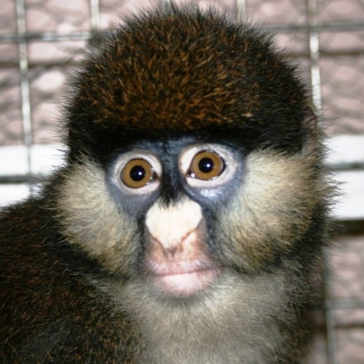 A red-tailed monkey at CRPL