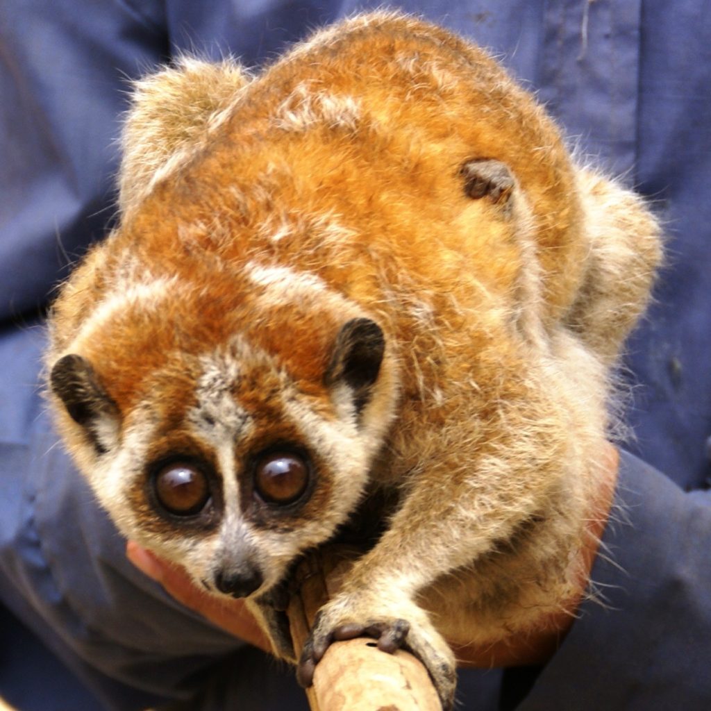 Slow loris