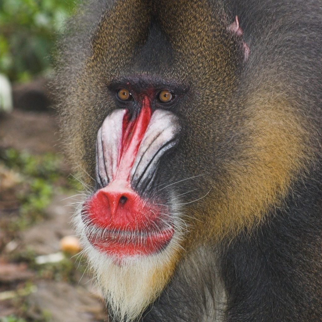 Mandrill at LWC