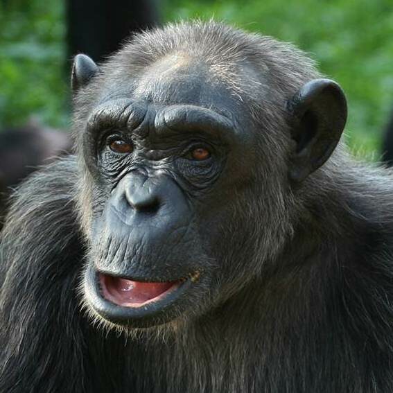 IDA-Africa chimp
