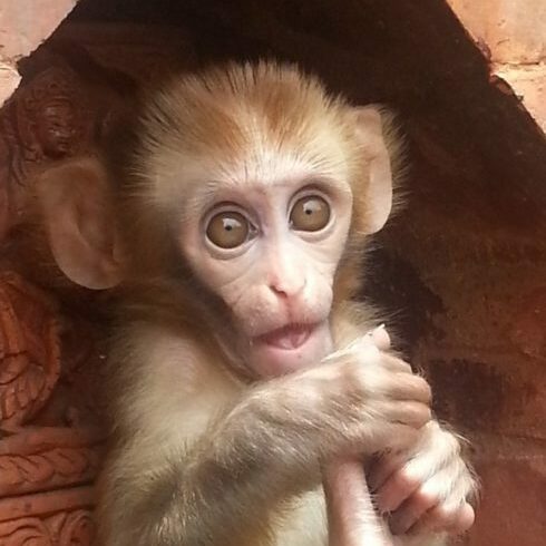 Nepal-baby-monkey