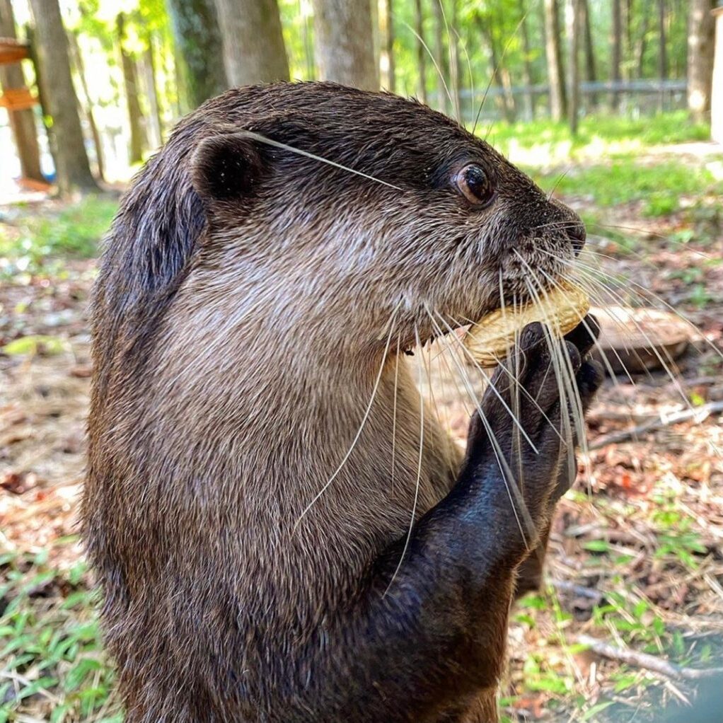 Otis-always-gets-excited-when-we-hand-out-peanuts-as-enrichment