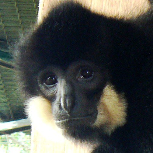 Golden-cheeked gibbon at Highland Farm