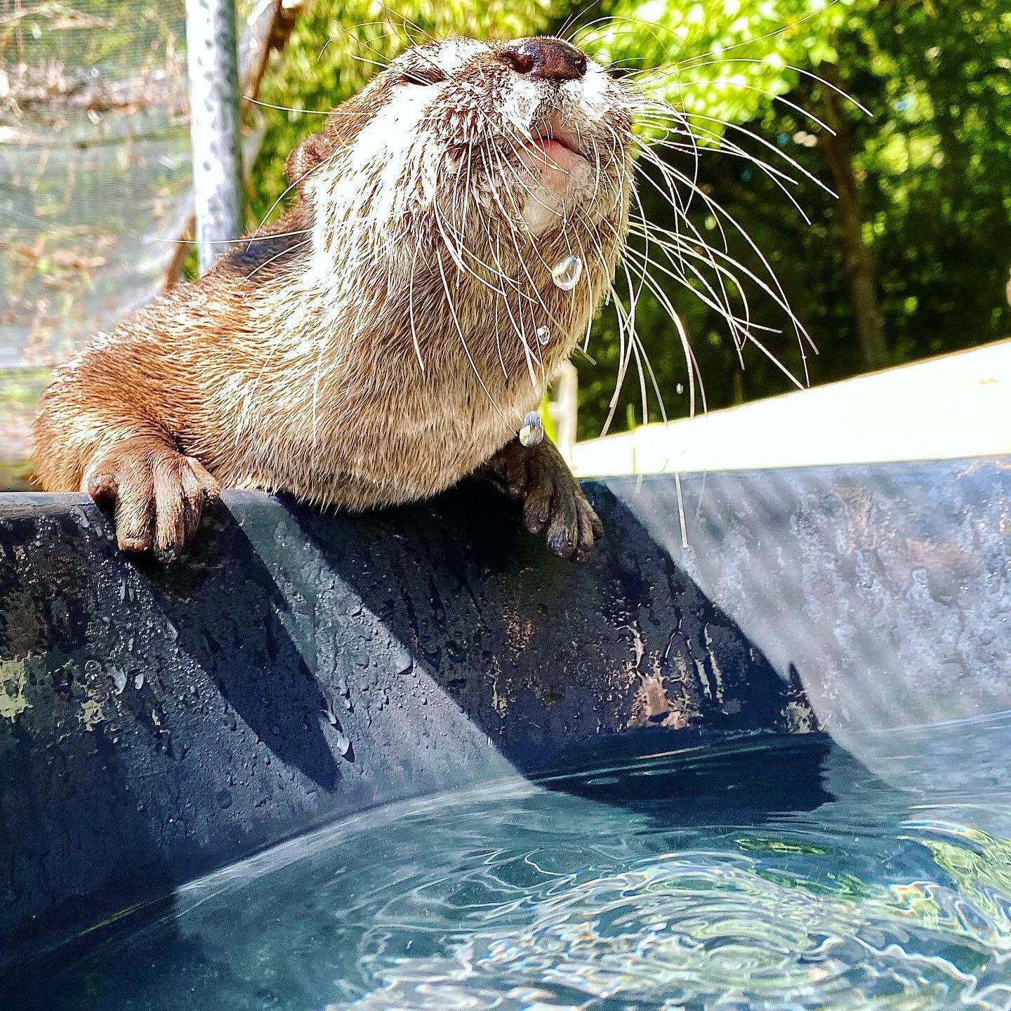 Elmwood Park Zoo - You otter knowNorth American River Otters remain  active in winter, using ice holes to surface and breathe. They can hold  their breath underwater for eight minute and dive