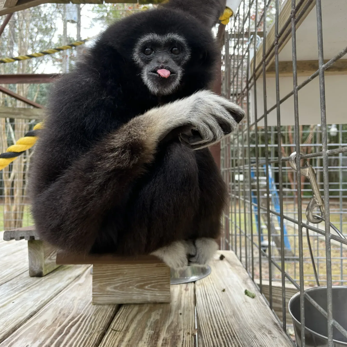 Paen Tongue out Tuesday