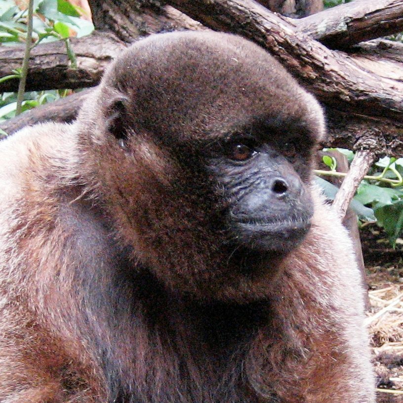 Woolly monkey at Siglo XXI