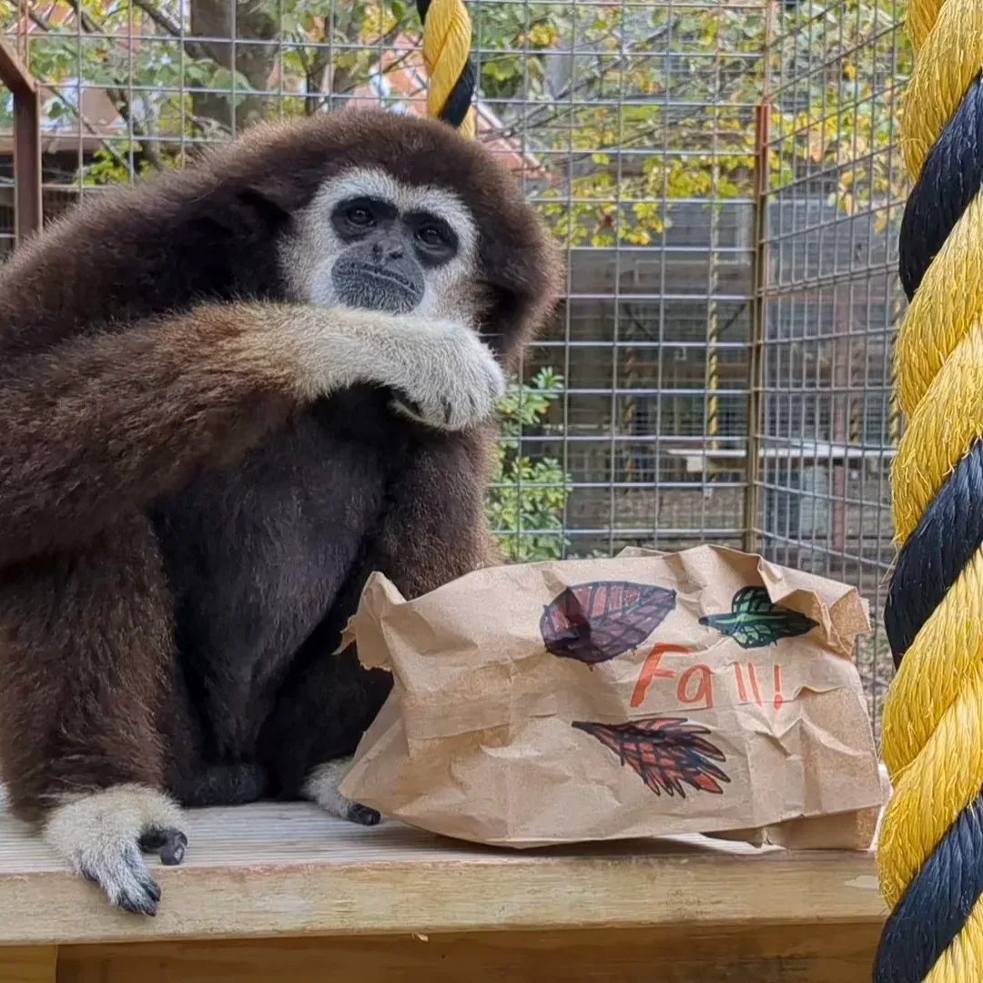 Robbie with enrichment bag v2