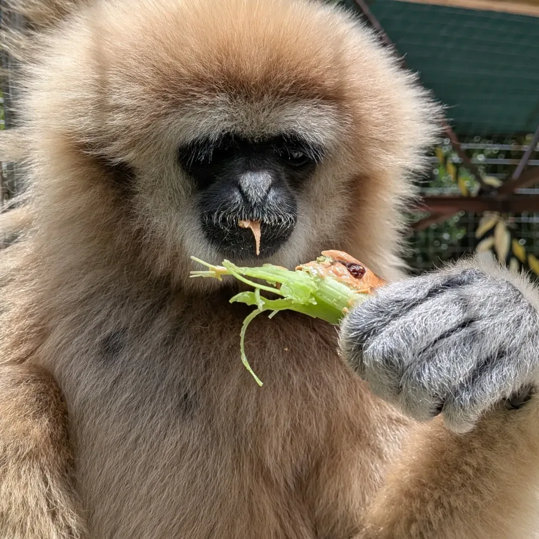 Thai vs peanut butter
