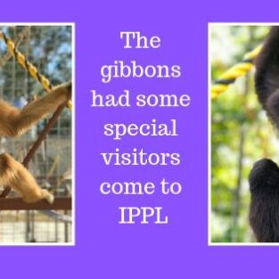 The gibbons have some special visitors come to IPPL (1)