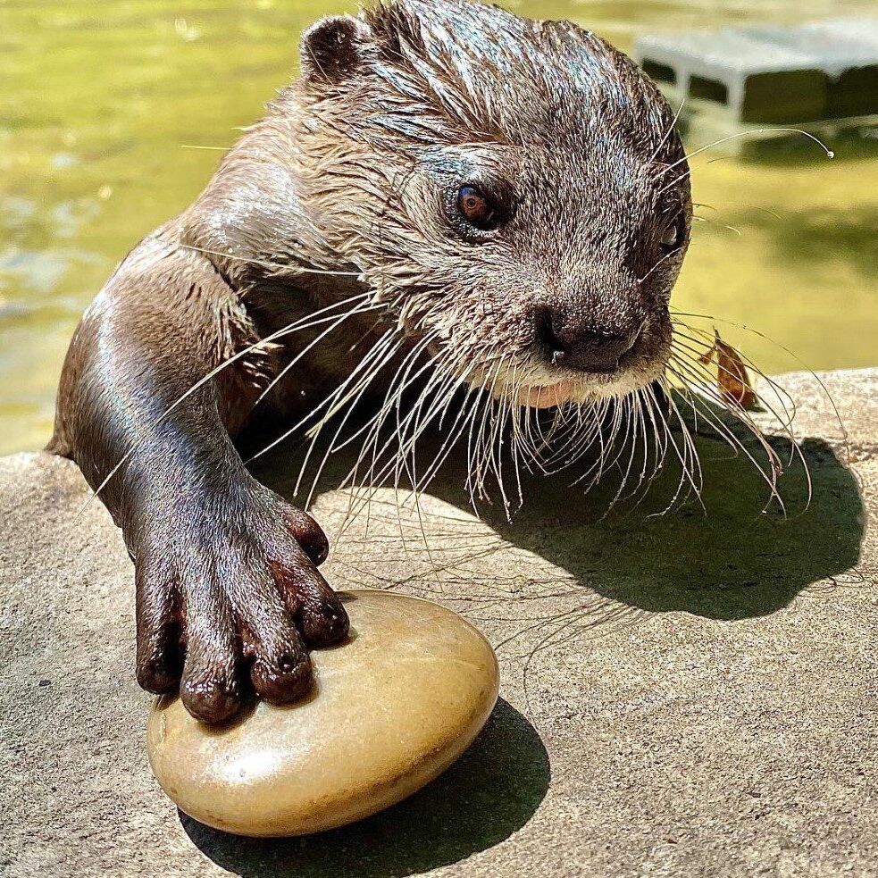 Elmwood Park Zoo - You otter knowNorth American River Otters remain  active in winter, using ice holes to surface and breathe. They can hold  their breath underwater for eight minute and dive