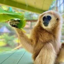 WHOOP-WHOOP with banana tree leaft - 2021 - 222664196_10159914549738888_6260988441052543350_n