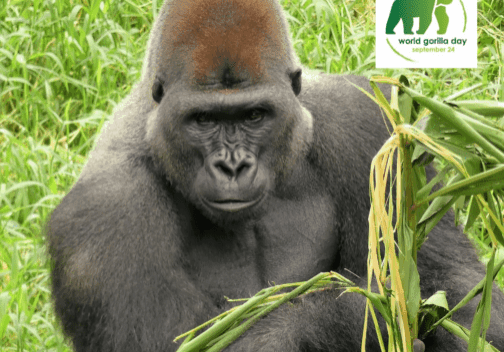 WORLD-GORILLA-DAY-FINAL--504x556