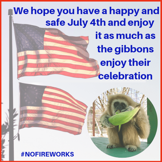 We hope you have a happy and safe July 4th and enjoy it as much as gibbons enjoy their _cookout_