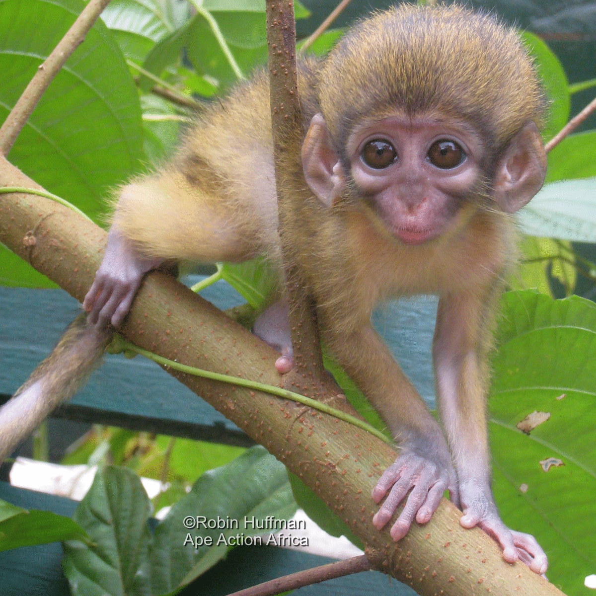 Primate Protection