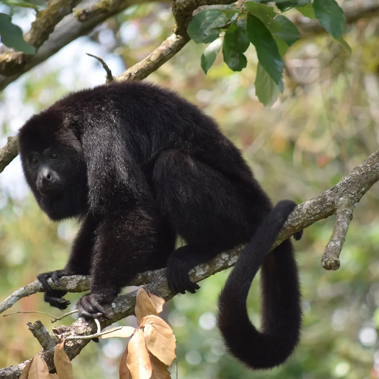 chiselart1-belize-4442242_1920