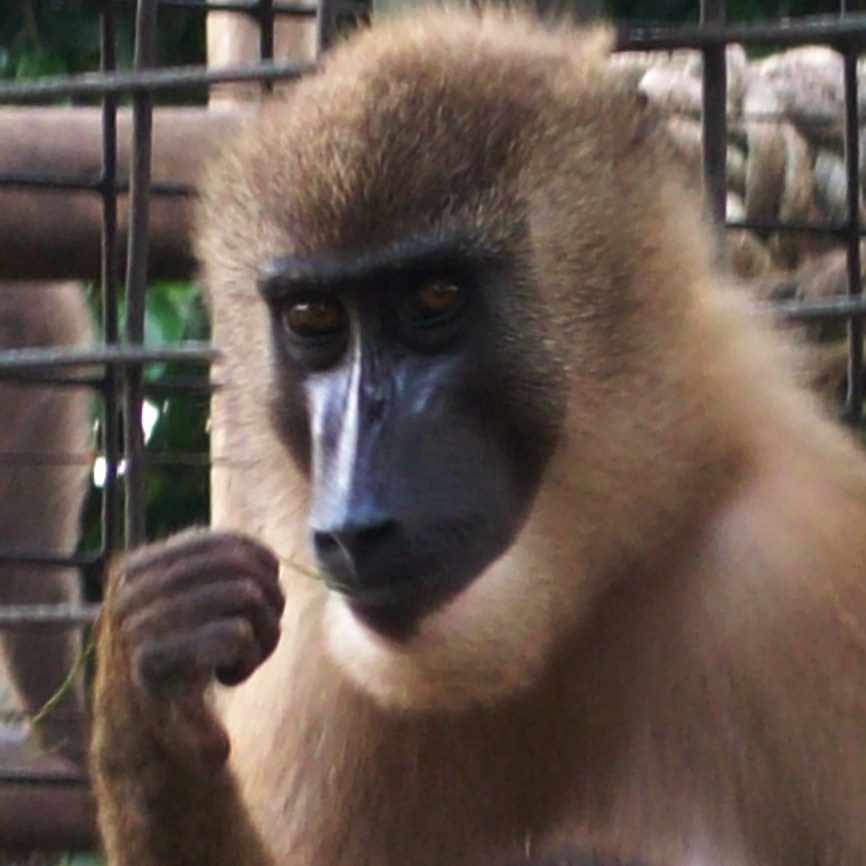 Rare drill monkey