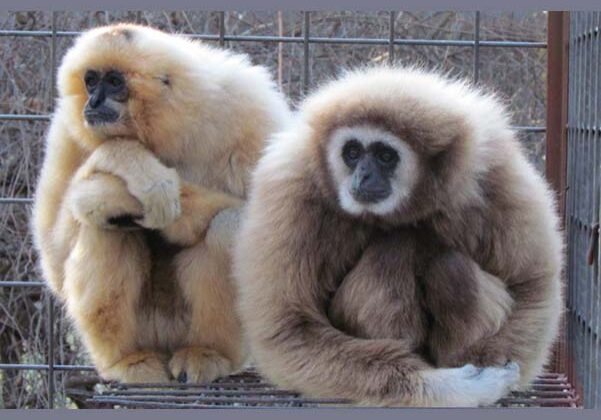gibbons1