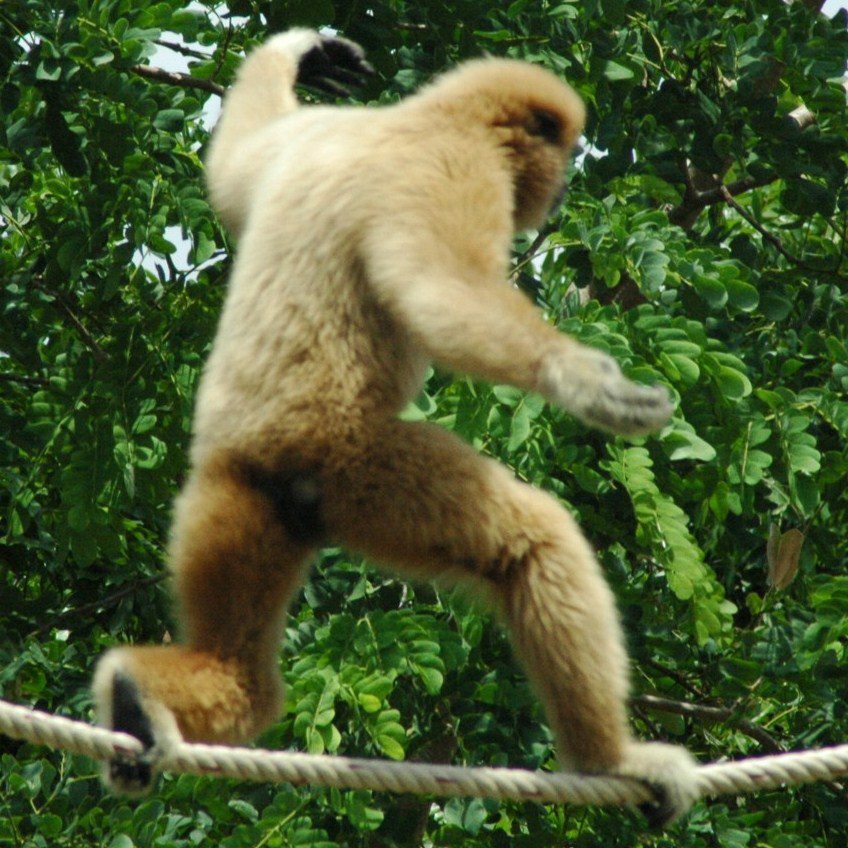 Gibbon at Kalaweit