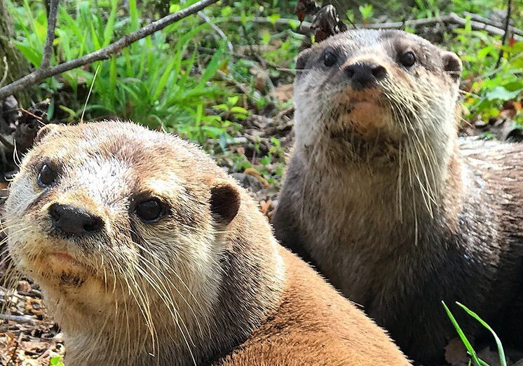 otter2