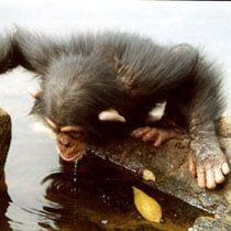 Chimp at CCC