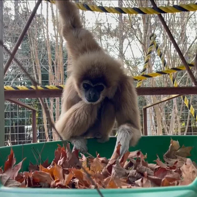 scrappy enrichment